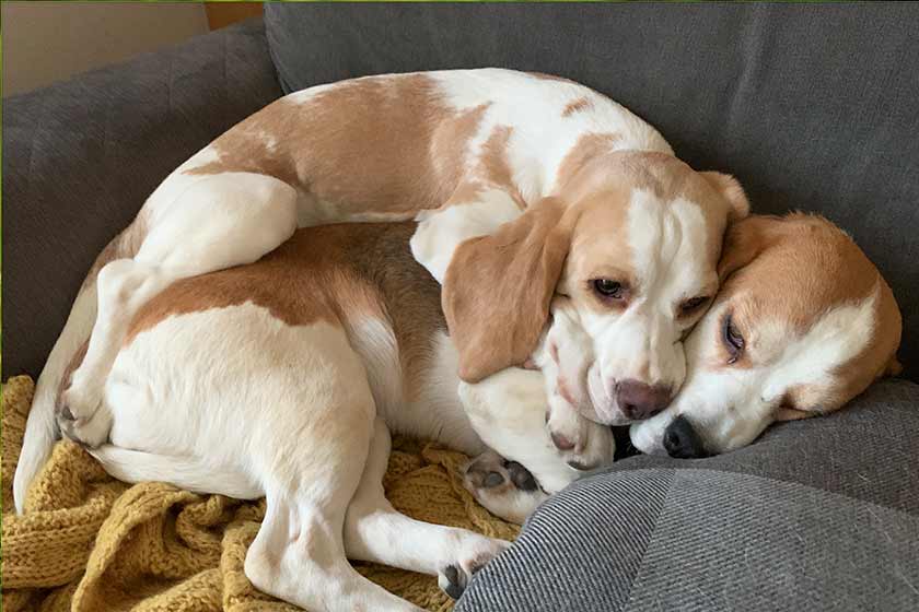 Do Beagles Get Along With Cats