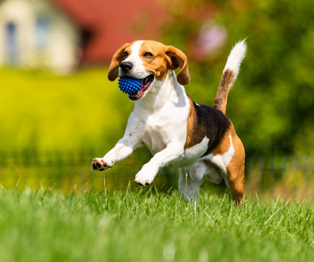 How Much Exercise Do Beagles Need To Be Happy Hounds?