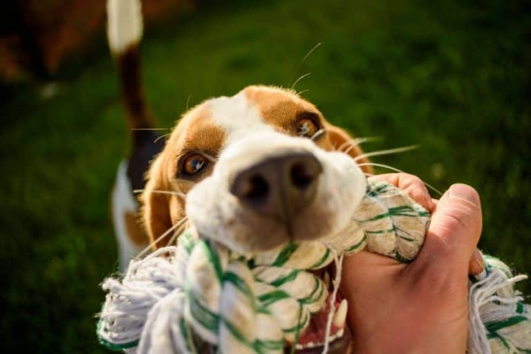 Beagle Bite Force How hard does a Beagle bite?