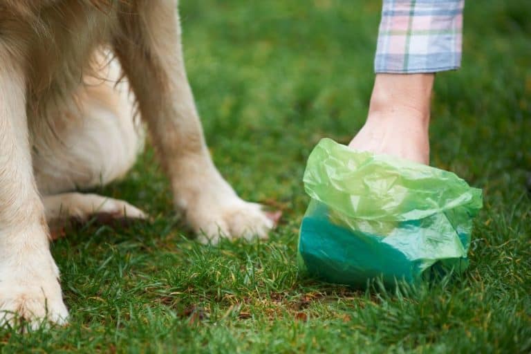 Why Do Beagles Eat Poop? And How to Stop It
