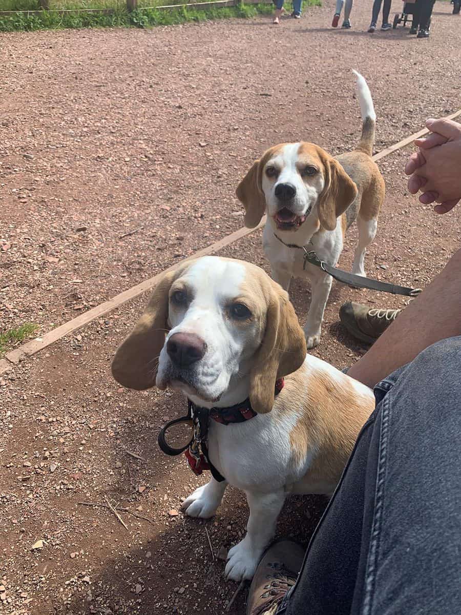 Are Beagles Good Dogs