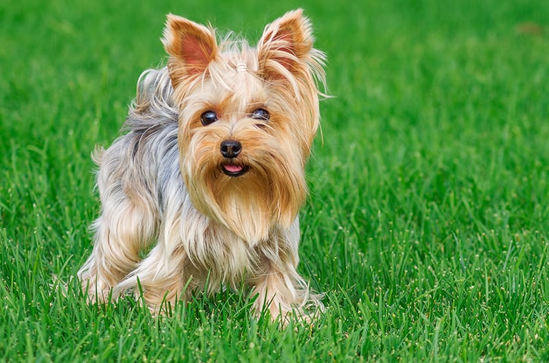 Yorkshire terrier