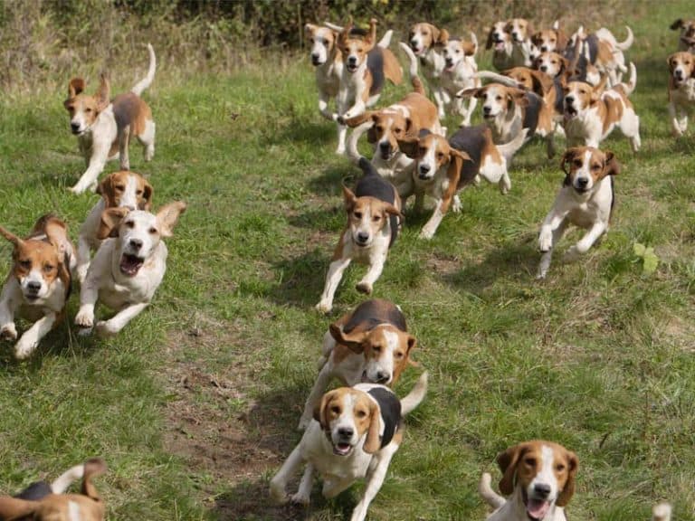 Are Beagles Hunting Dogs?