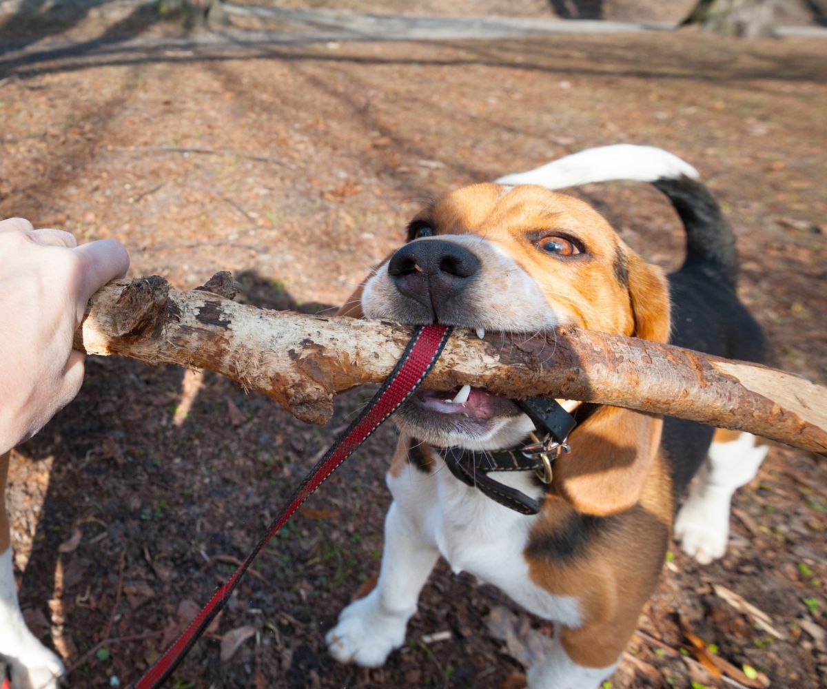 Beagle Bite Force How hard does a Beagle bite?