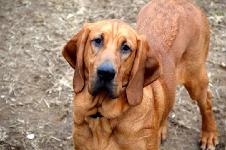 Incredible Facts About The Beagle Bloodhound Mix
