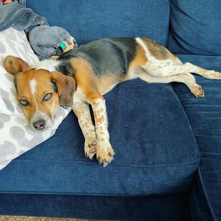 Beagle Mix The Best of Both Worlds!