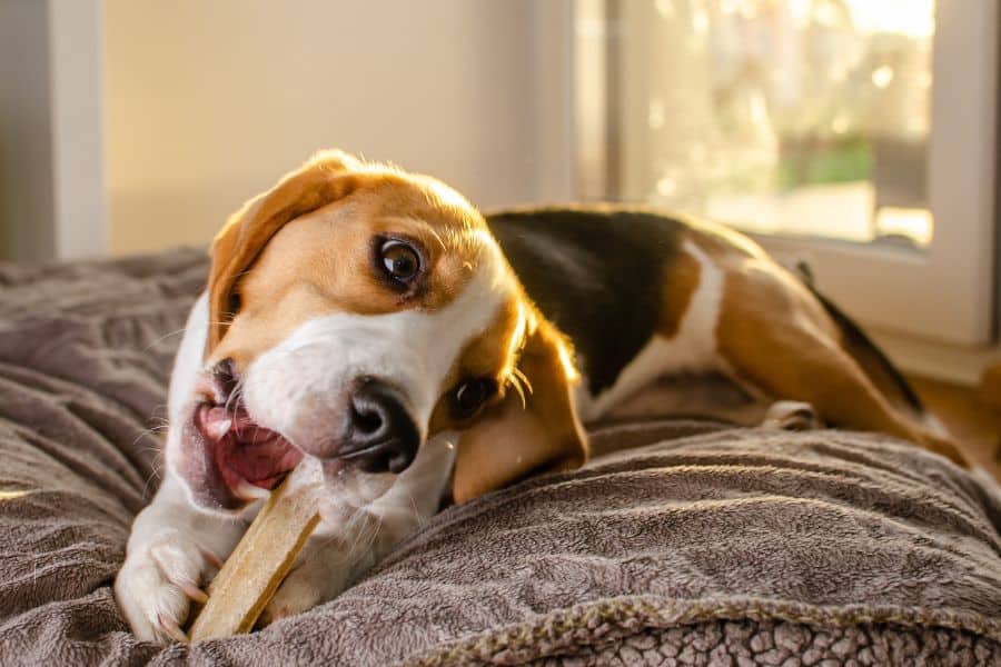 Do Beagles Bite