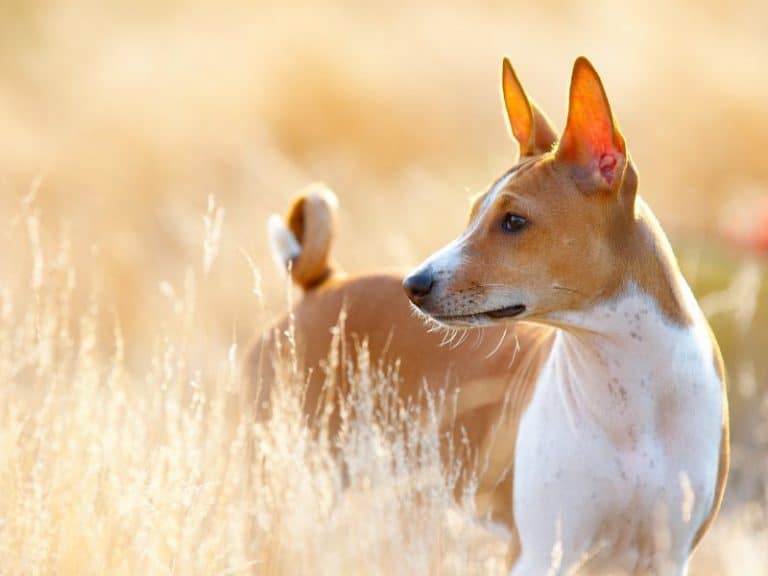 Top 20 Dumbest Dog Breeds