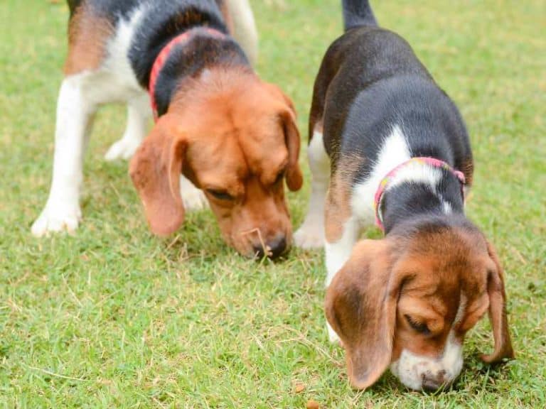 How to Potty Train a Beagle Puppy A Comprehensive Guide