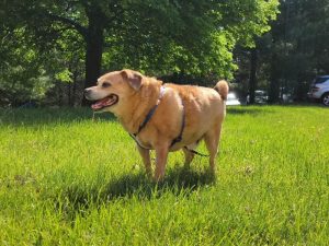 Essential Guide to the Chihuahua-Beagle Mix Breed