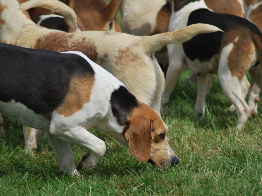 Are Beagles Better in Pairs? The Pros and Cons