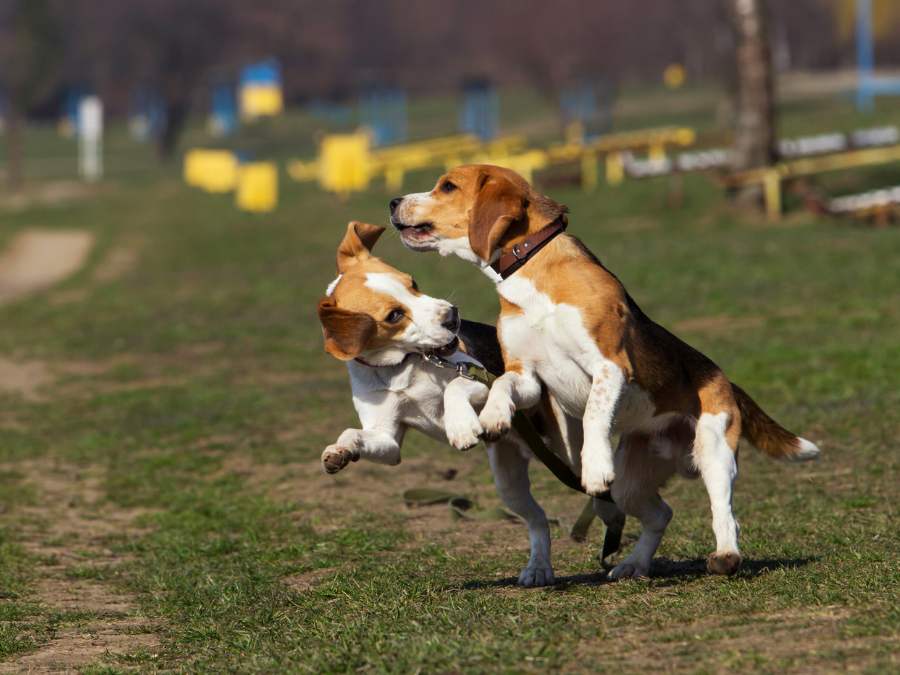 Are Beagles Better in Pairs? The Pros and Cons