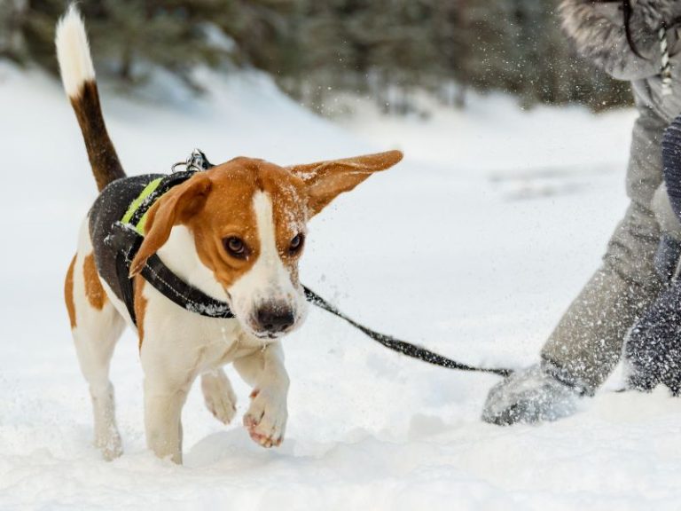House Training a Beagle in Cold Weather Tips and Challenges