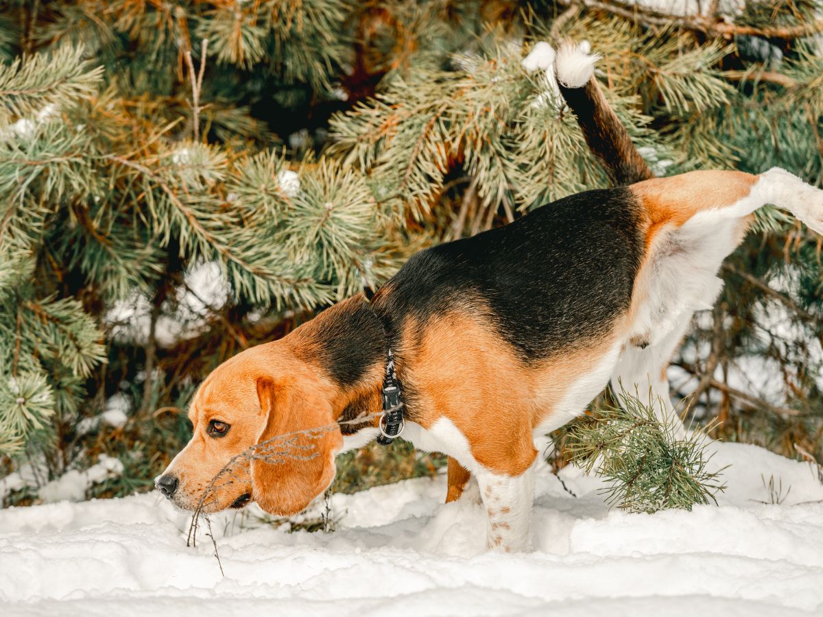 House Training a Beagle in Cold Weather Tips and Challenges