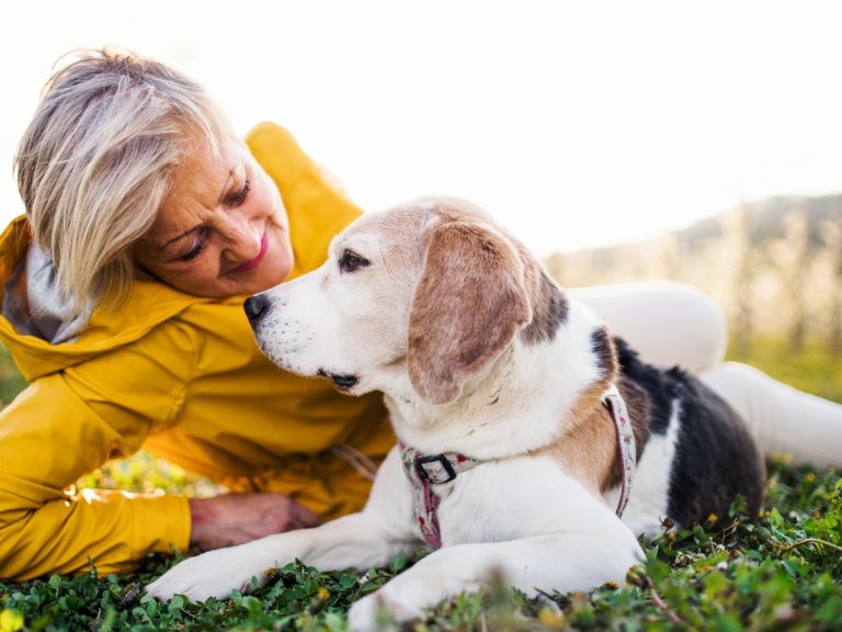 Living with Beagles My Beagle Buddy