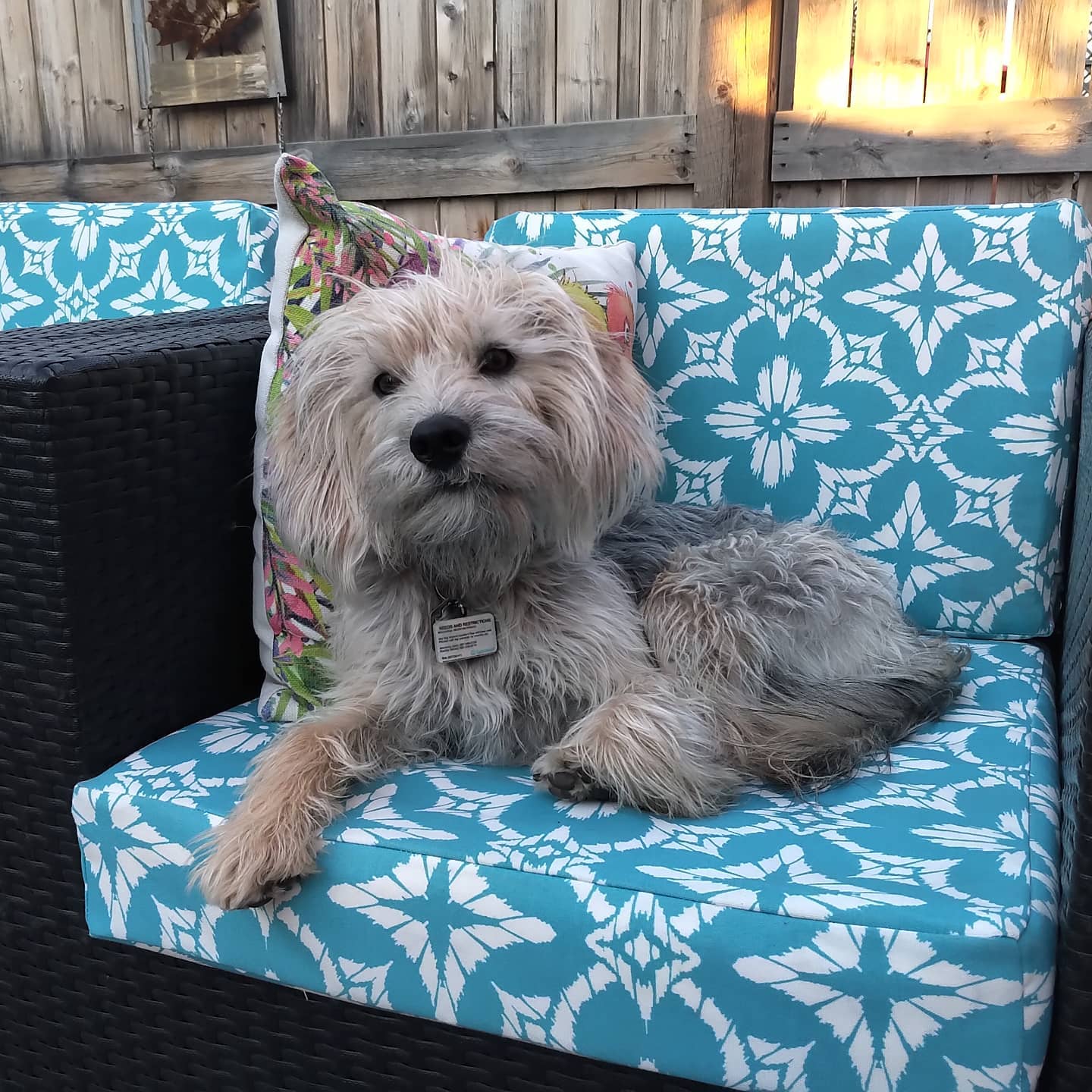 Discover the Adorable Beagle Poodle Mix - A Perfect Combo